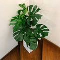 Monstera deliciosa