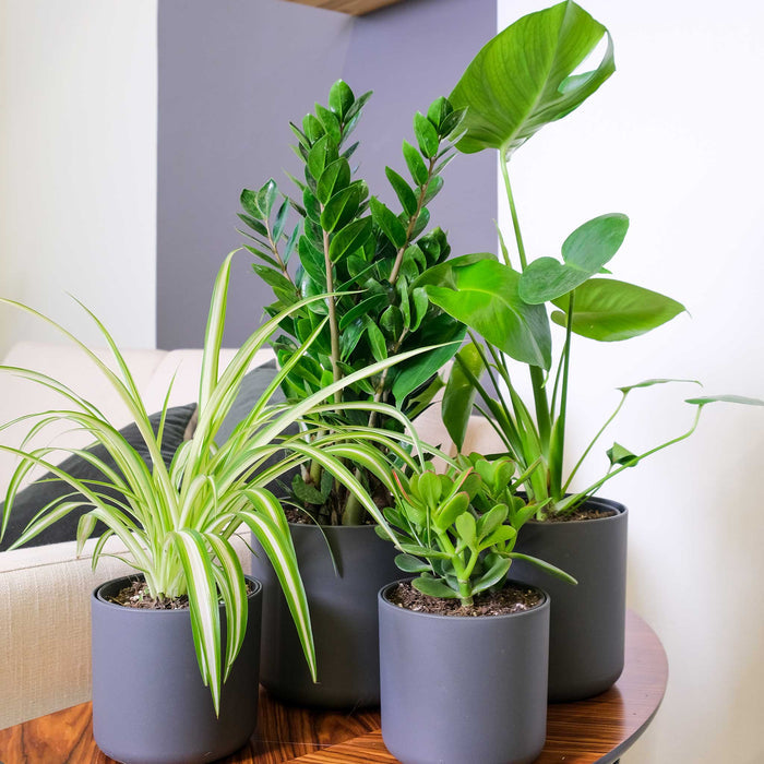 Monstera deliciosa